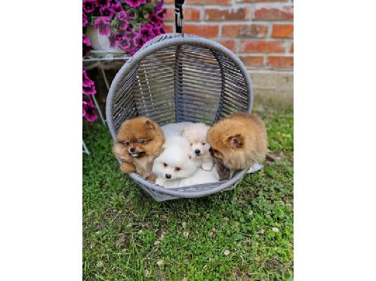 Pomeranians, όμορφα κουτάβια